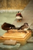 Toilette